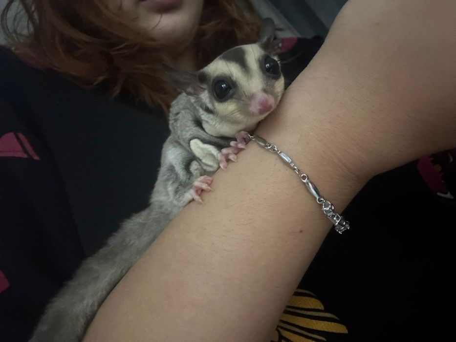 Veverița Sugar glider
