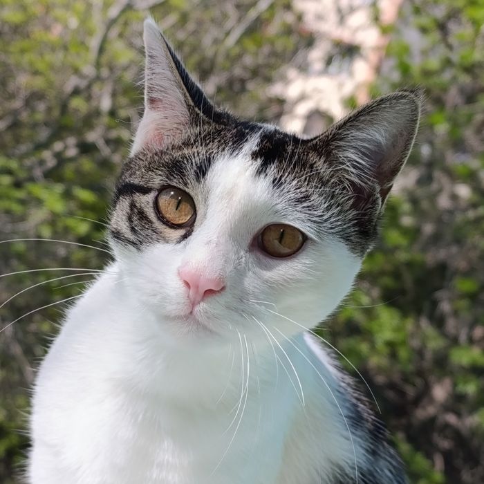 Qora va oq mushuklar ortasidagi farq nima?