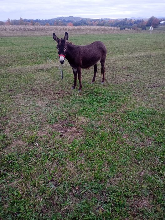 Vind perche de măgari