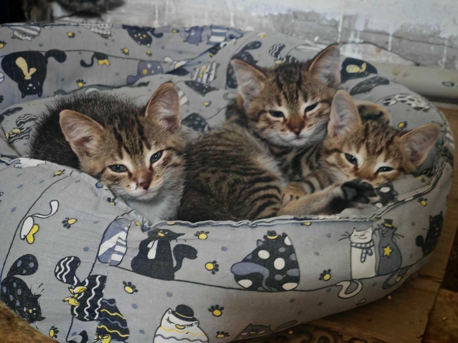 Отдам котят в добрые руки