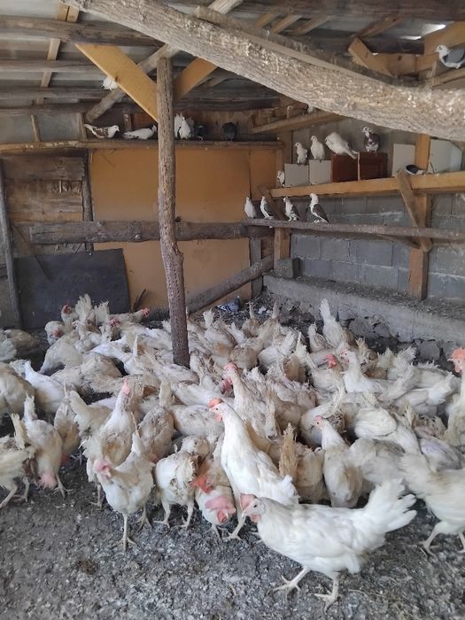 Продавам кокошки легхорн