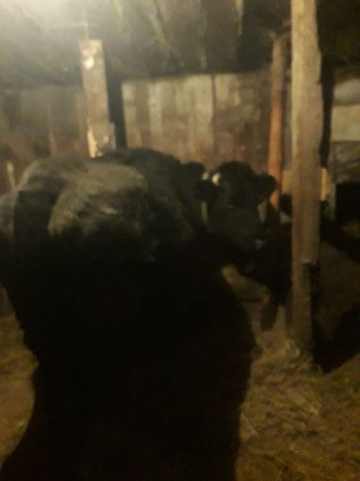 Продам стельную корову