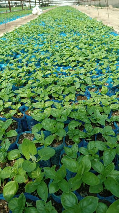 Rayxon Koʻchatlariga Zakaz Olamiz