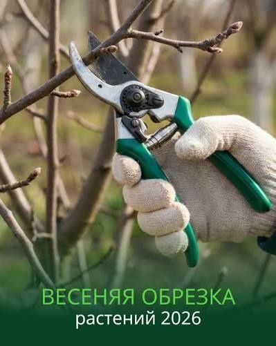 Садовник. формирования деревьев спилить деревьев обработка деревьев.