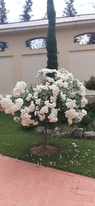 Landshaftniy dizayn (hammasi o’zimizzi ishla internetdan olinmagan)