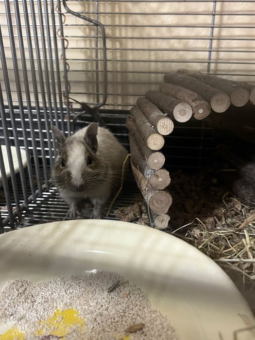 Vand Veverita Degu sau schimb cu Femelă