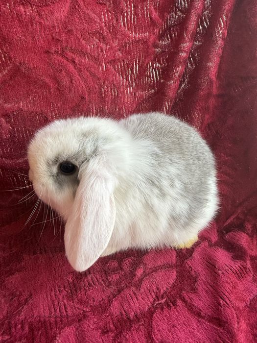 Продаются крольчата карликового барана.