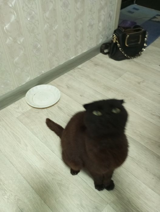 Срочно веслоухая кошечка