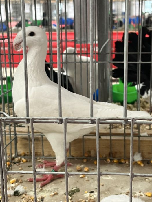 Porumbei germani de frumusete