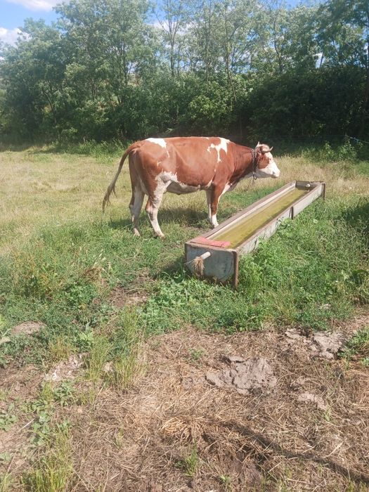 Vacă de vanzare.