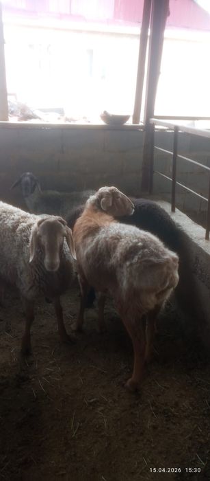 Сатамын саулык койлар 85000 нан