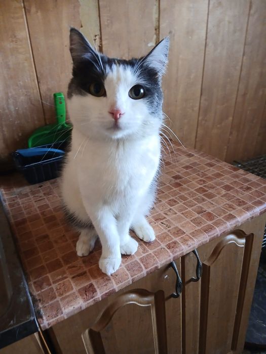 Котик Федор ищет дом