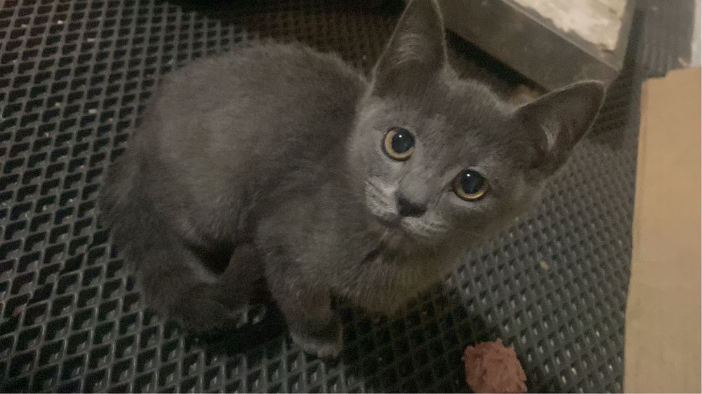 Отдам котенка в добрые руки