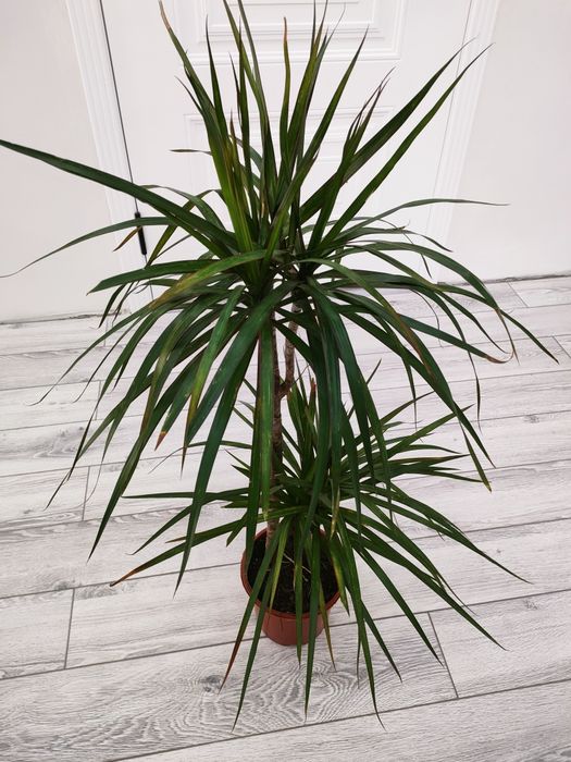 Комнатные растения. Доставка