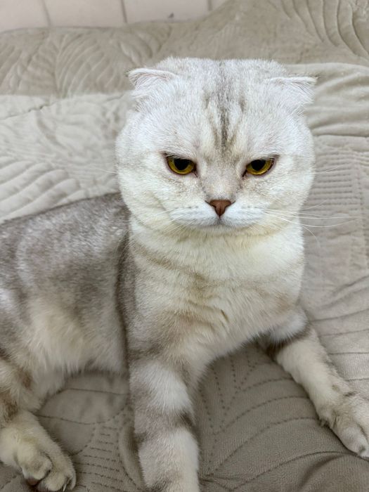 Кот ищет кошку для вязки