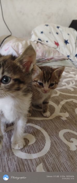 Девочки котята возраст 1 мес