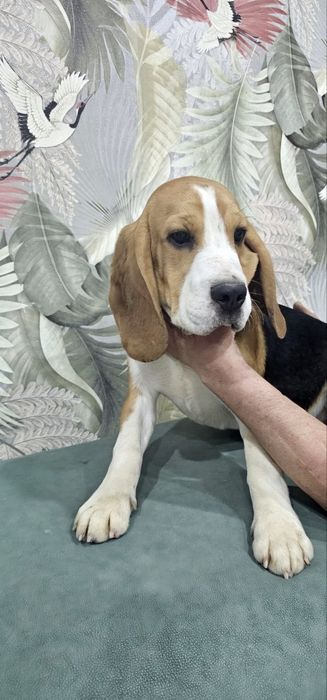 Щенок бигля мальчик