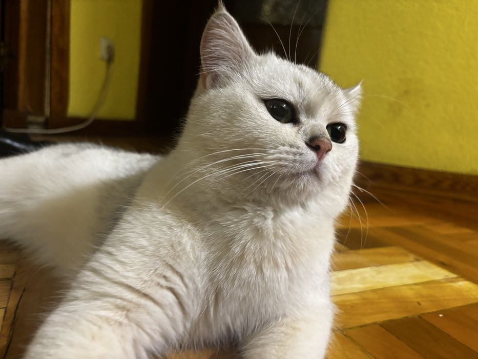 Шиншилла британская кот