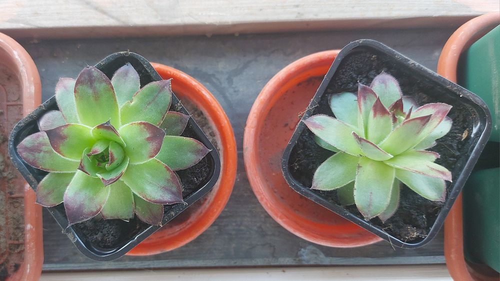 Plante Suculente Echeveria, Sempervivum Diverse Mărimi