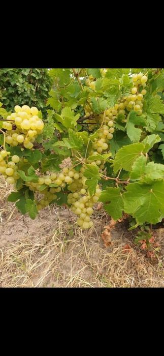 Vând struguri de vin