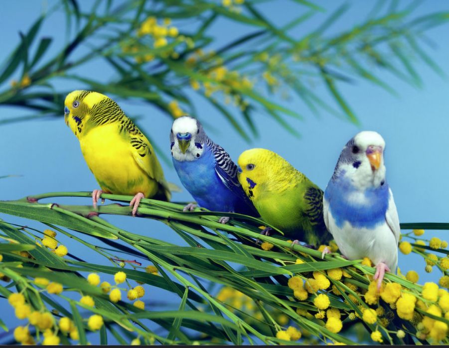 Волнистый попугай,домашние