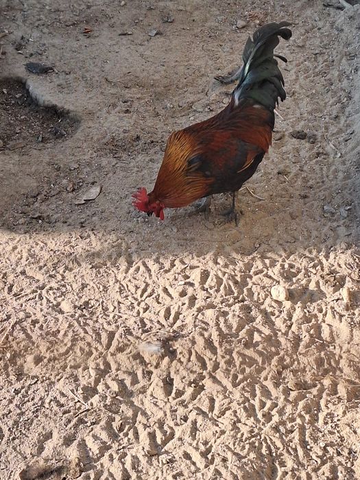 Былтырғы әтеш сатылады