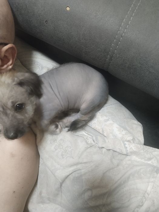 Продаются щенок китайский хохлатый мальчик 1.5 месяца кушает всё сам