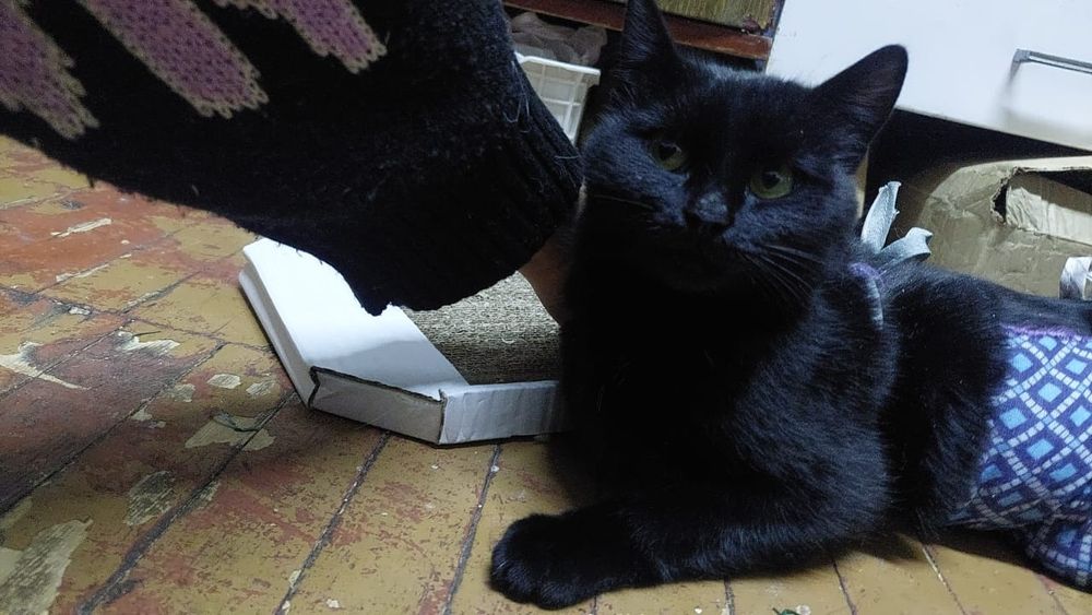 Отдам в добрые руки