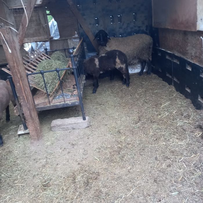 Carabașe bulgărești