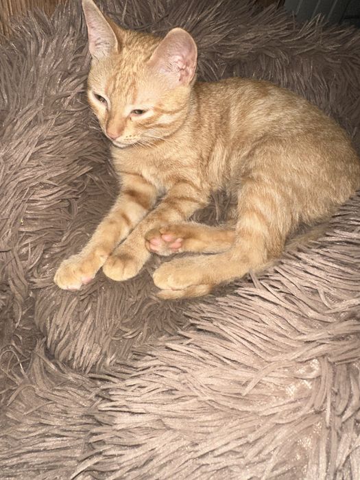 Пропала кошка срочно