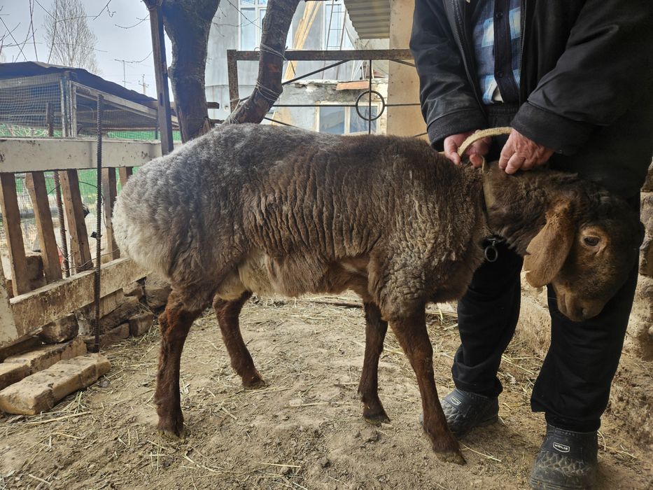 Кузи кучкор сотилади