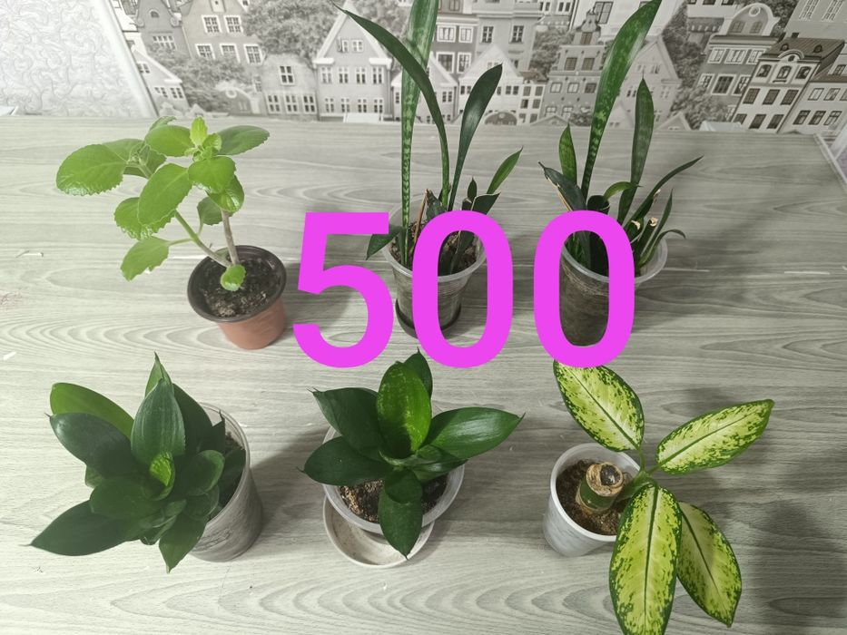 Продам дорого цветы