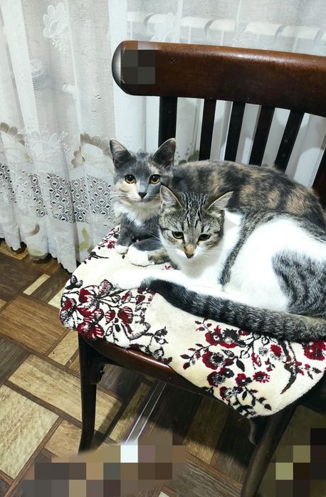 Котята в добрые руки
