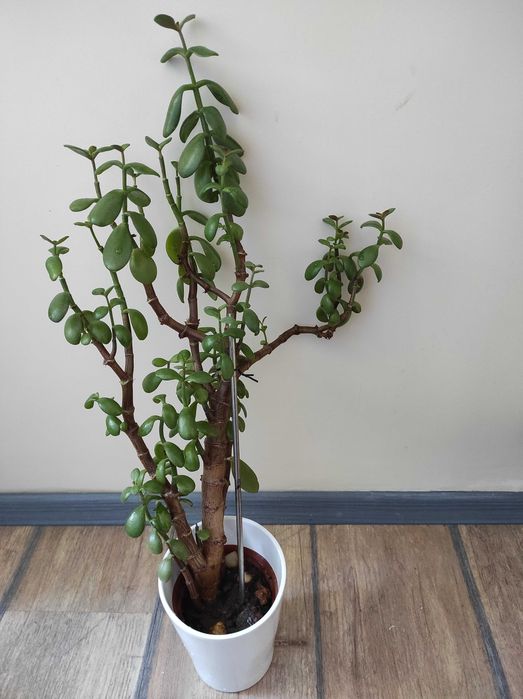 Красула, дървото на живота,различни по възраст,размерикрасиви растения