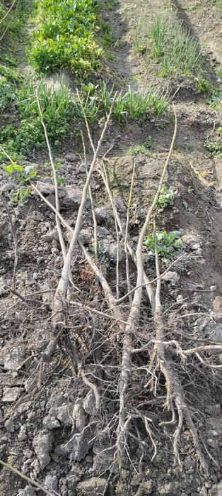 Янгок, нихол, юпка, пучок, буйи, 1,50,2,метер,гача,12000,мингдан,