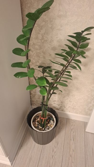 Комнатные цветы разные