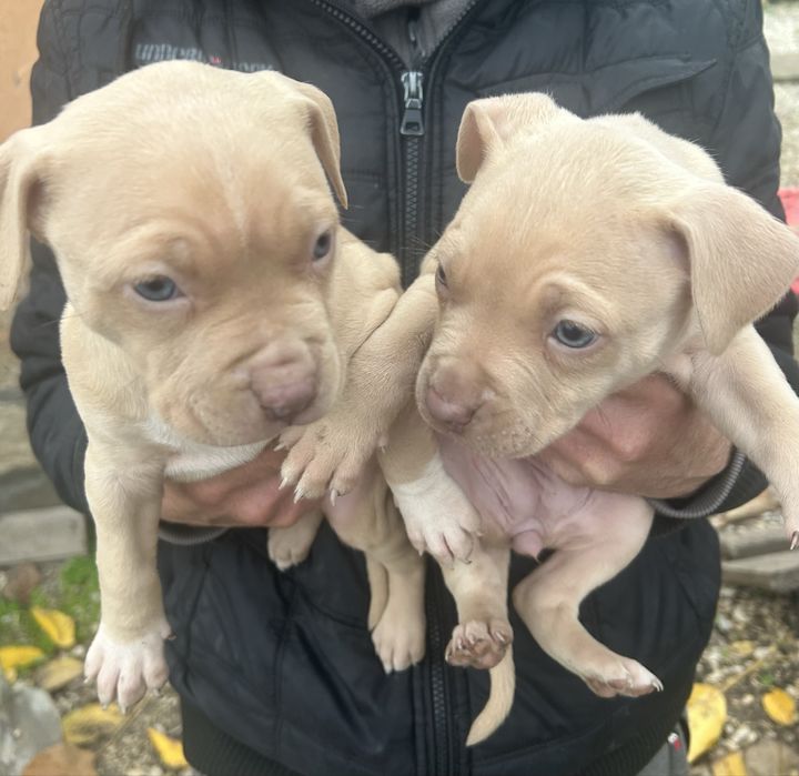 Американски питбули