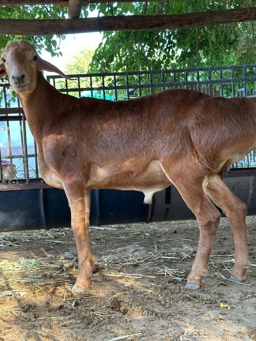 Лола Тейлор порно видео