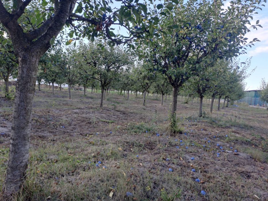 Borhot pentru tuica , prune stanlay