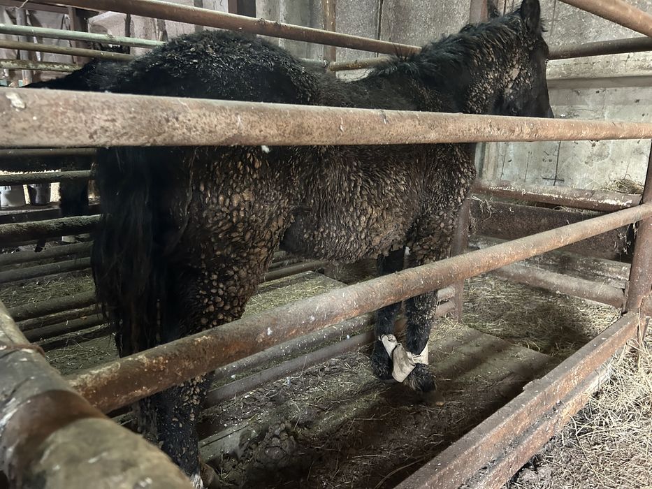 Продам тай 1,5 годовалые