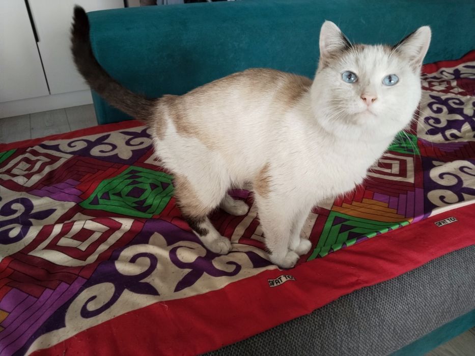 Отдам котика в добрые руки