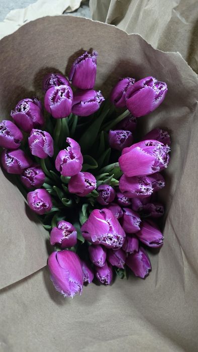 Тюльпаны ОПТОМ и розницу