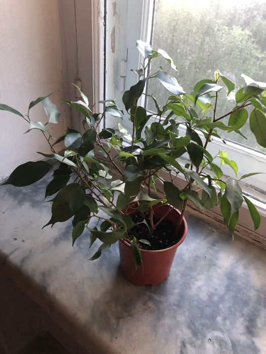 Продам фикус Бенджамина