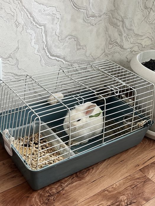 Кролик кролик кролик