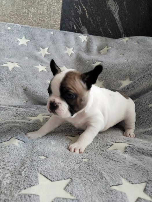 Продам французских бульдожек