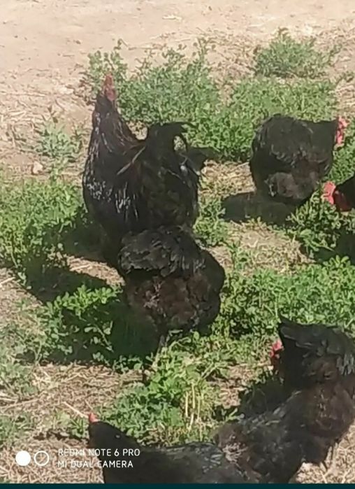 Qora shaxzoda tuximlari