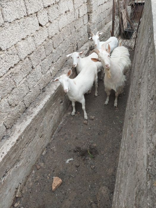 Уйда бокилган серкала сотилади