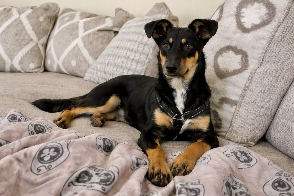 Собака Найла — умная и очень ласковая