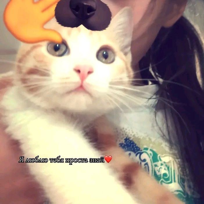 СРОЧНА!! Продается  кошка