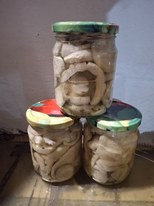 Продам  солонину